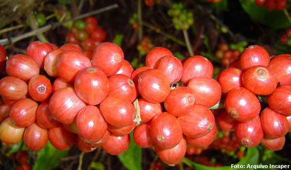 Café especial: produtores de conilon e robusta podem se associar à BSCA